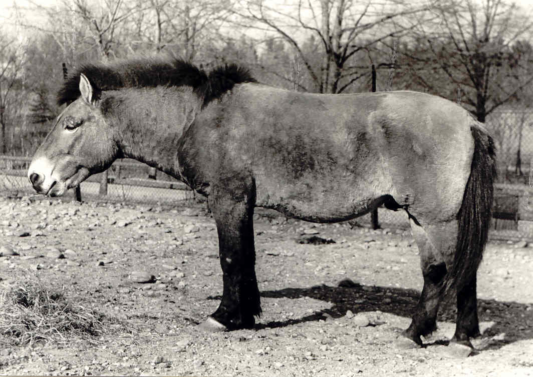 Obrázek “http://www.hucul.net/knihy/rokosz/foto1.jpg” nelze zobrazit, protože obsahuje chyby.